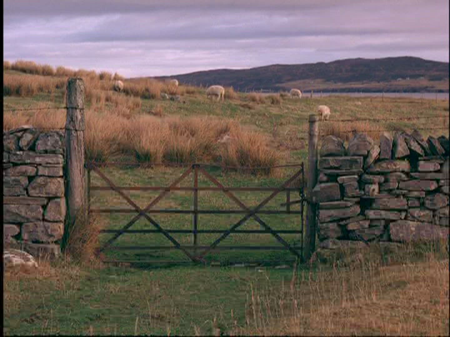 183029378 / Sheep / Pasture / Scotland