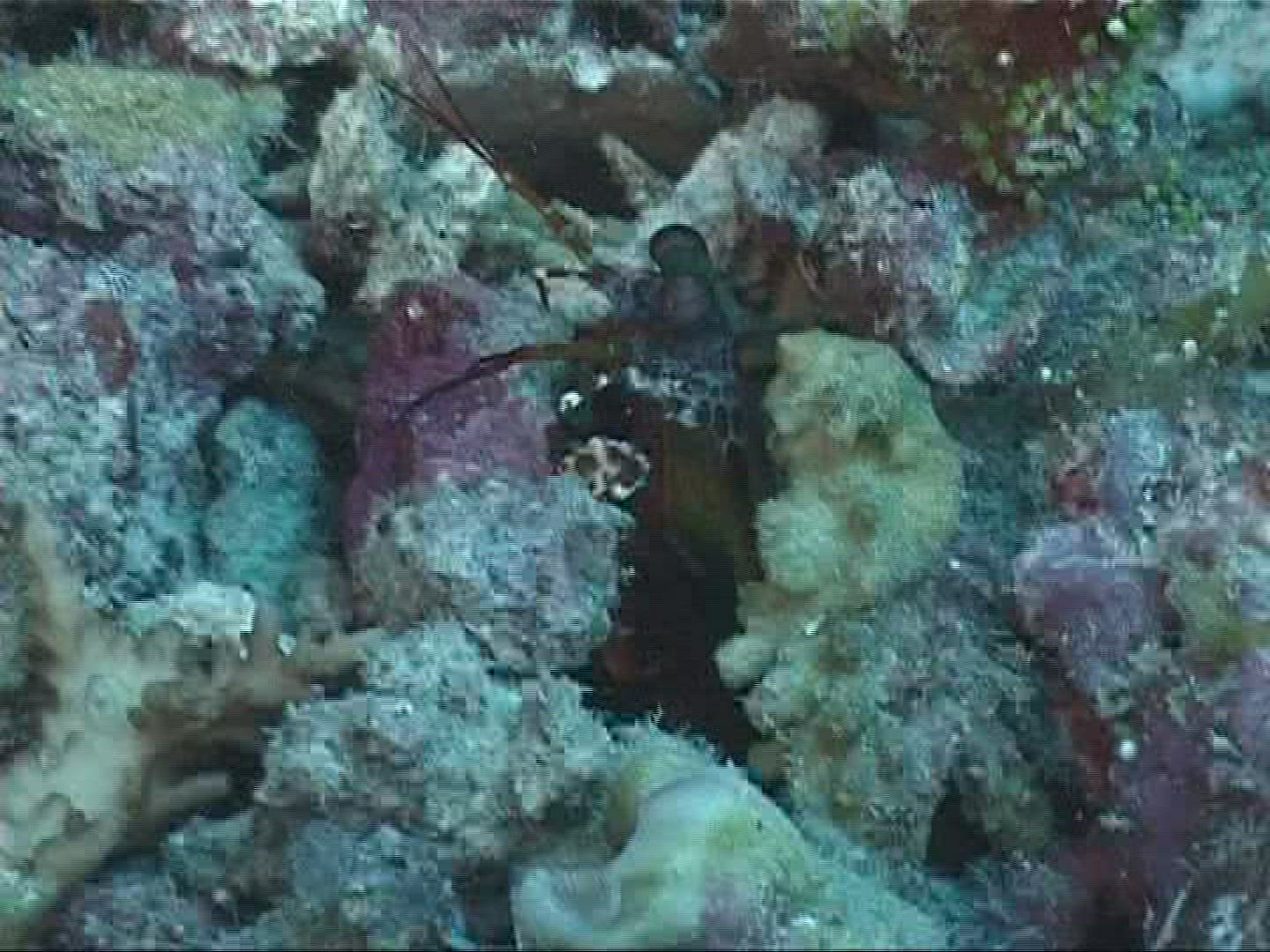 992795305 / Crustacean / Underwater Shot / Maldives