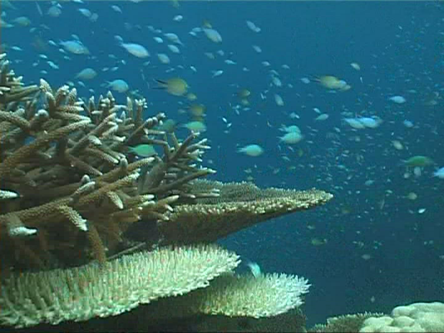 199236065 / Coral / Indian Ocean / Maldives