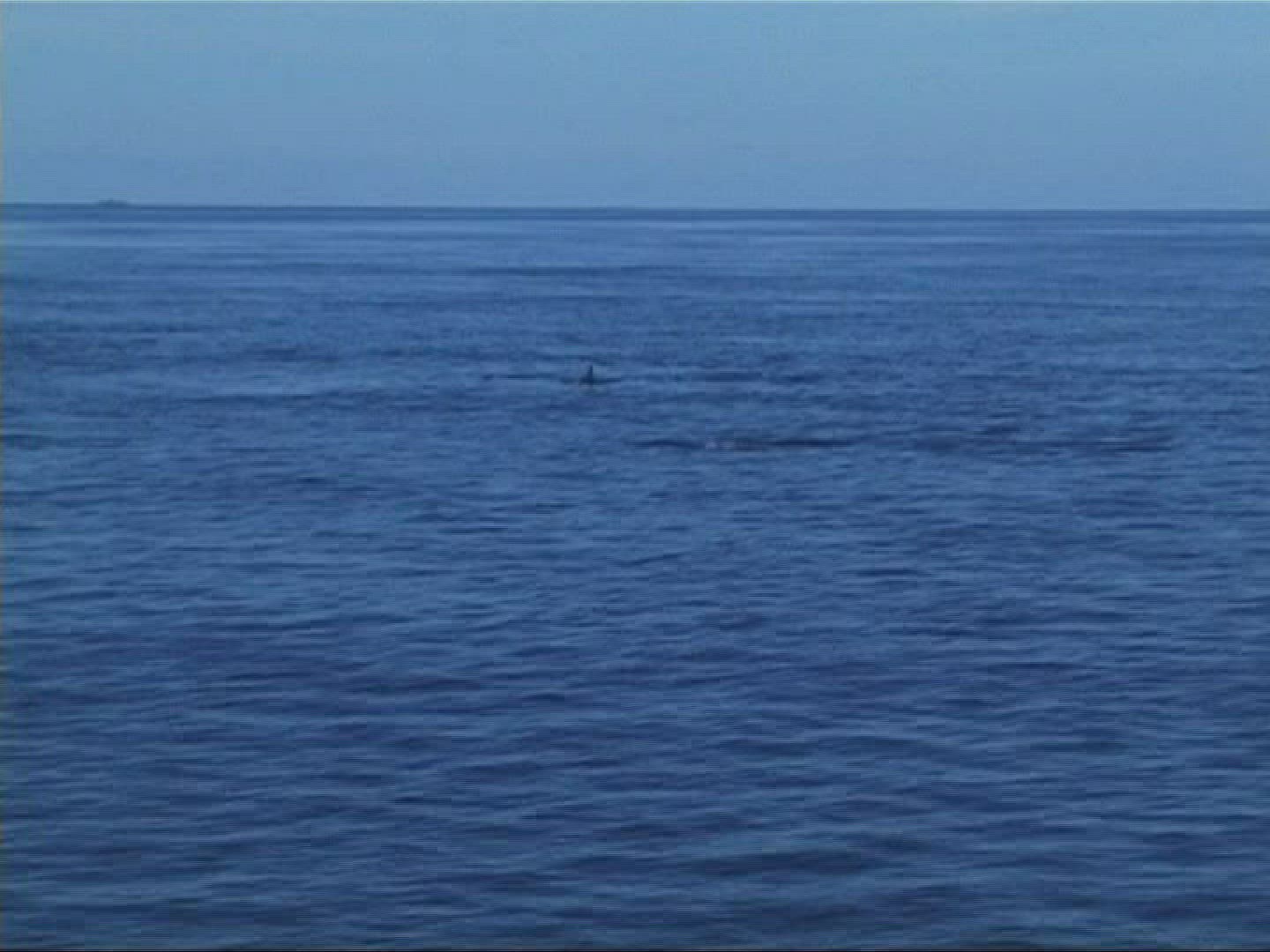 771262924 / Dolphin / Indian Ocean / Maldives