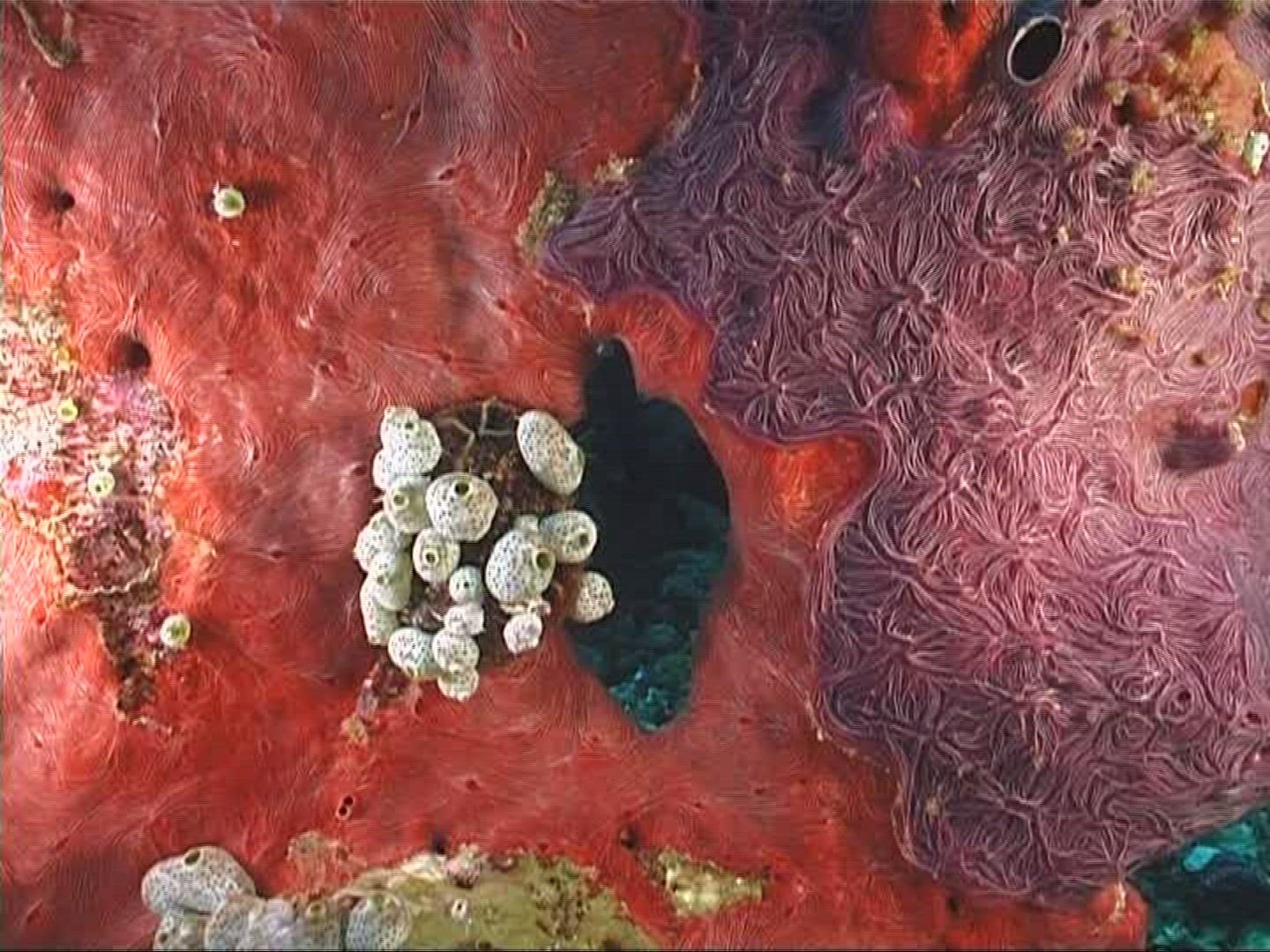 943755508 / Sponge / Indian Ocean / Maldives