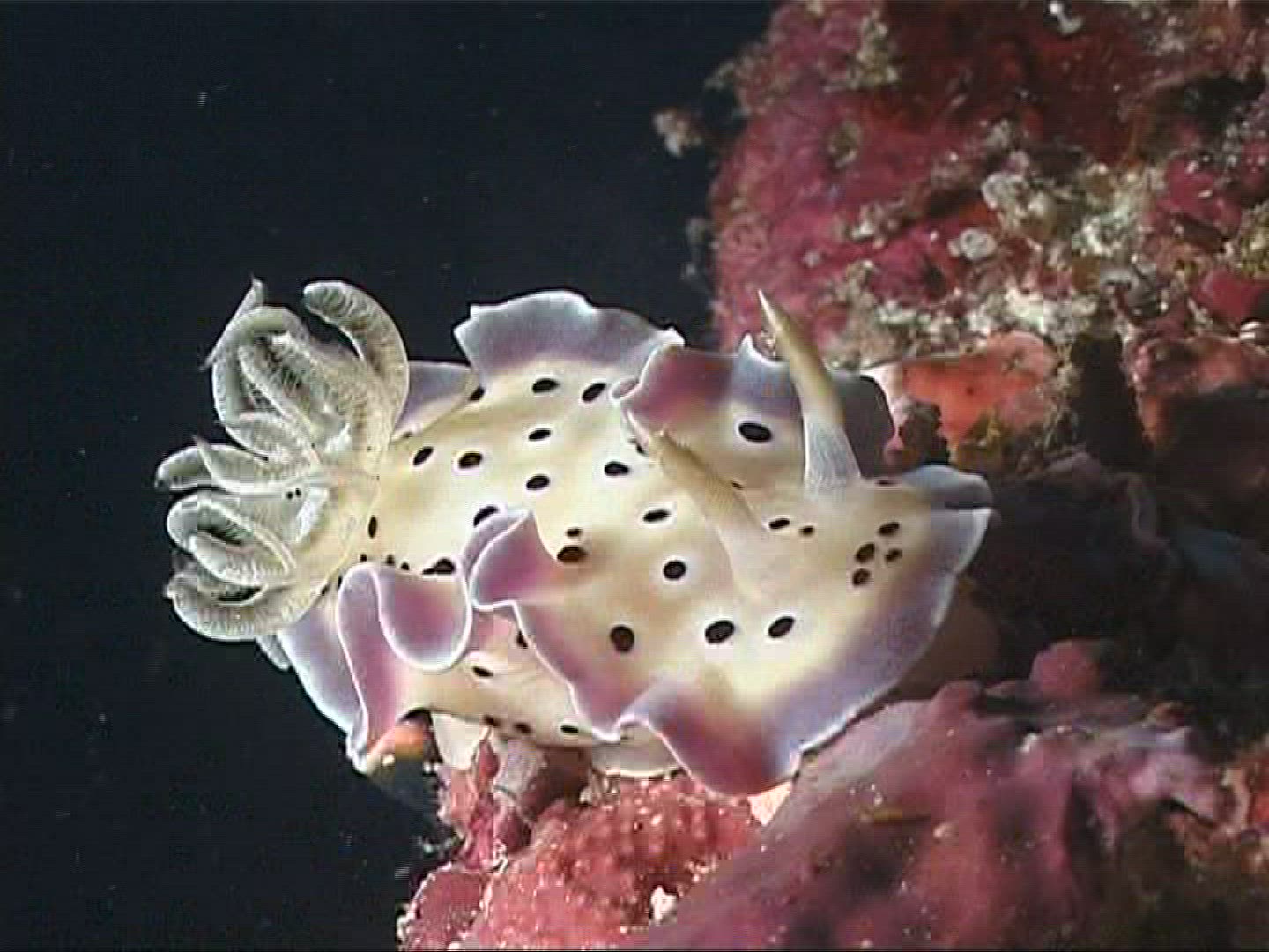 692799792 / Snail / Indian Ocean / Maldives
