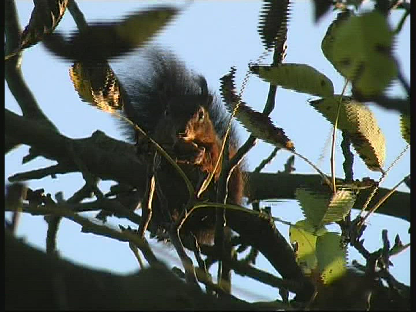 752406848 / Squirrel / Limb / Germany