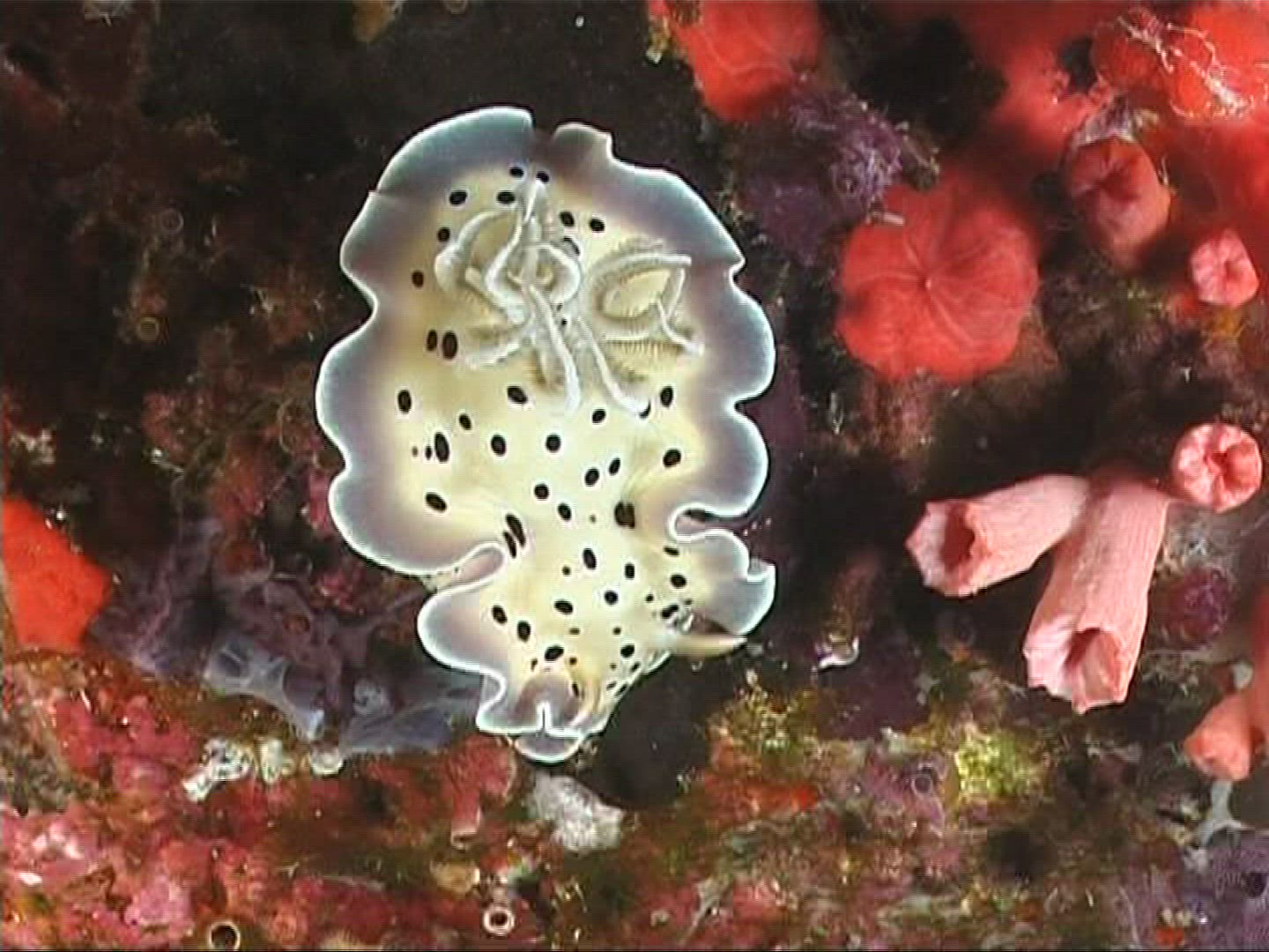 447316926 / Slug / Underwater Shot / Maldives