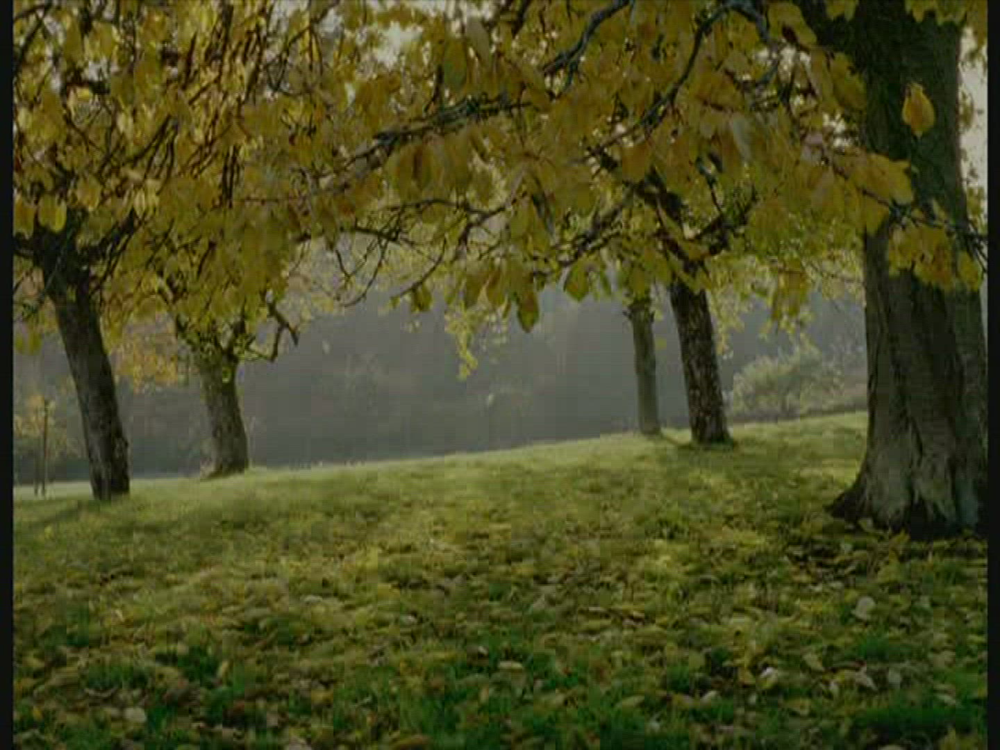 762912764 / Deciduous Tree / Germany 762912764 / Deciduous Tree / Germany