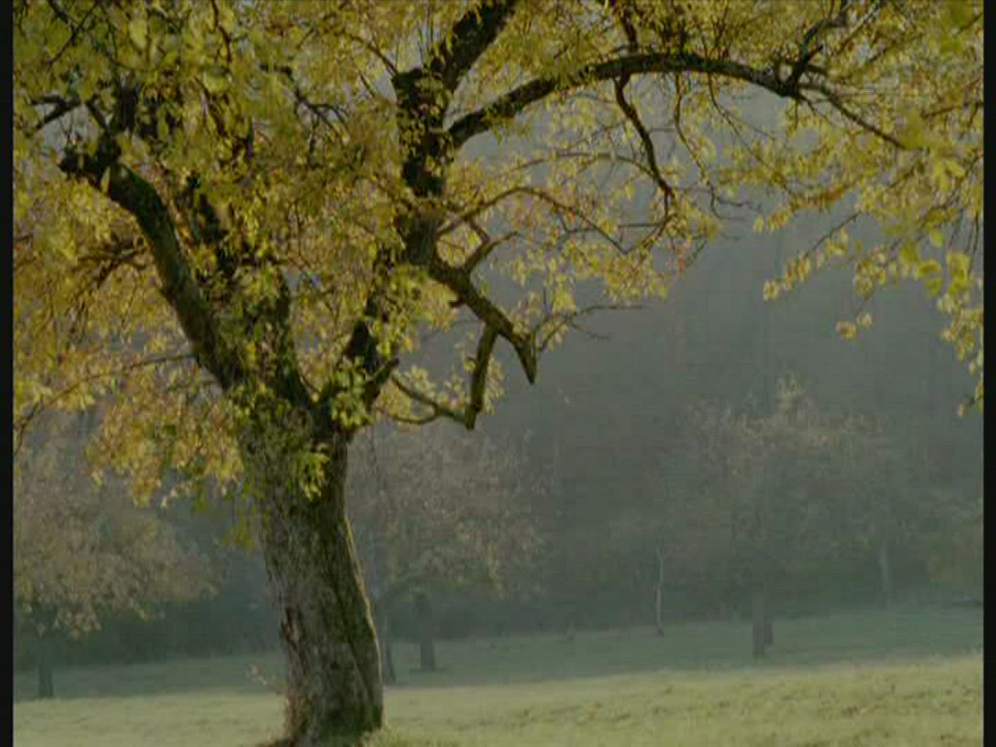 184032104 / Deciduous Tree / Germany 184032104 / Deciduous Tree / Germany