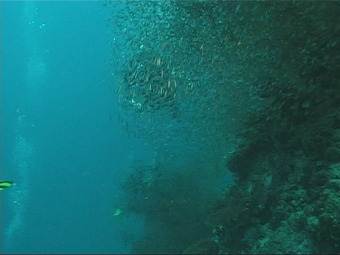 284746547 / People / Diving / Maldives