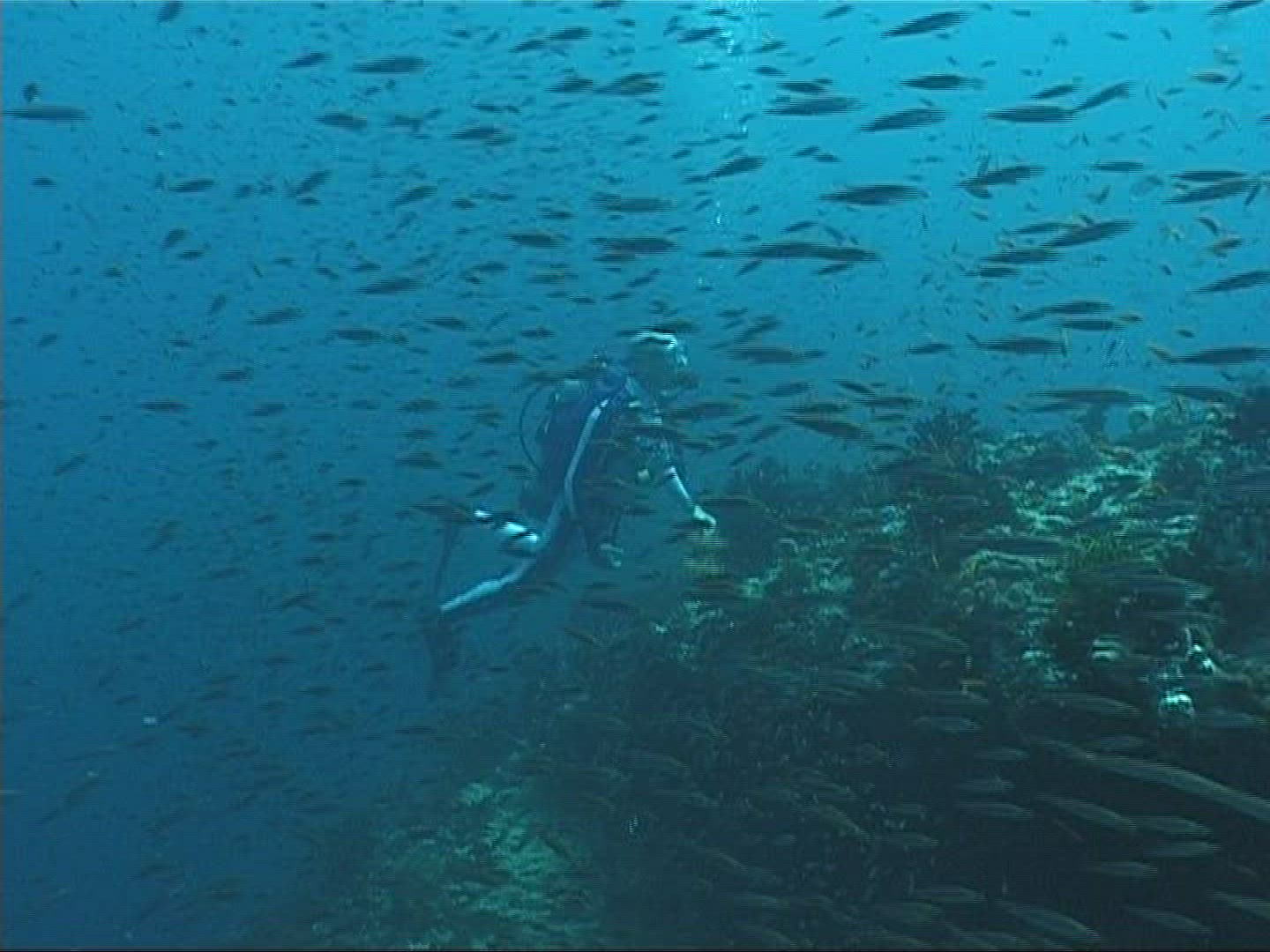 716868451 / People / Diving / Maldives