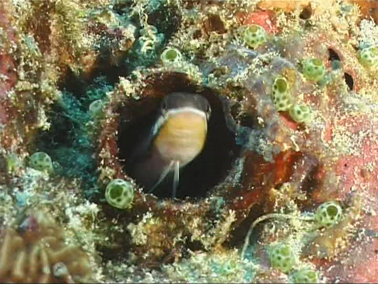 259018595 / Barracuda / Maldives