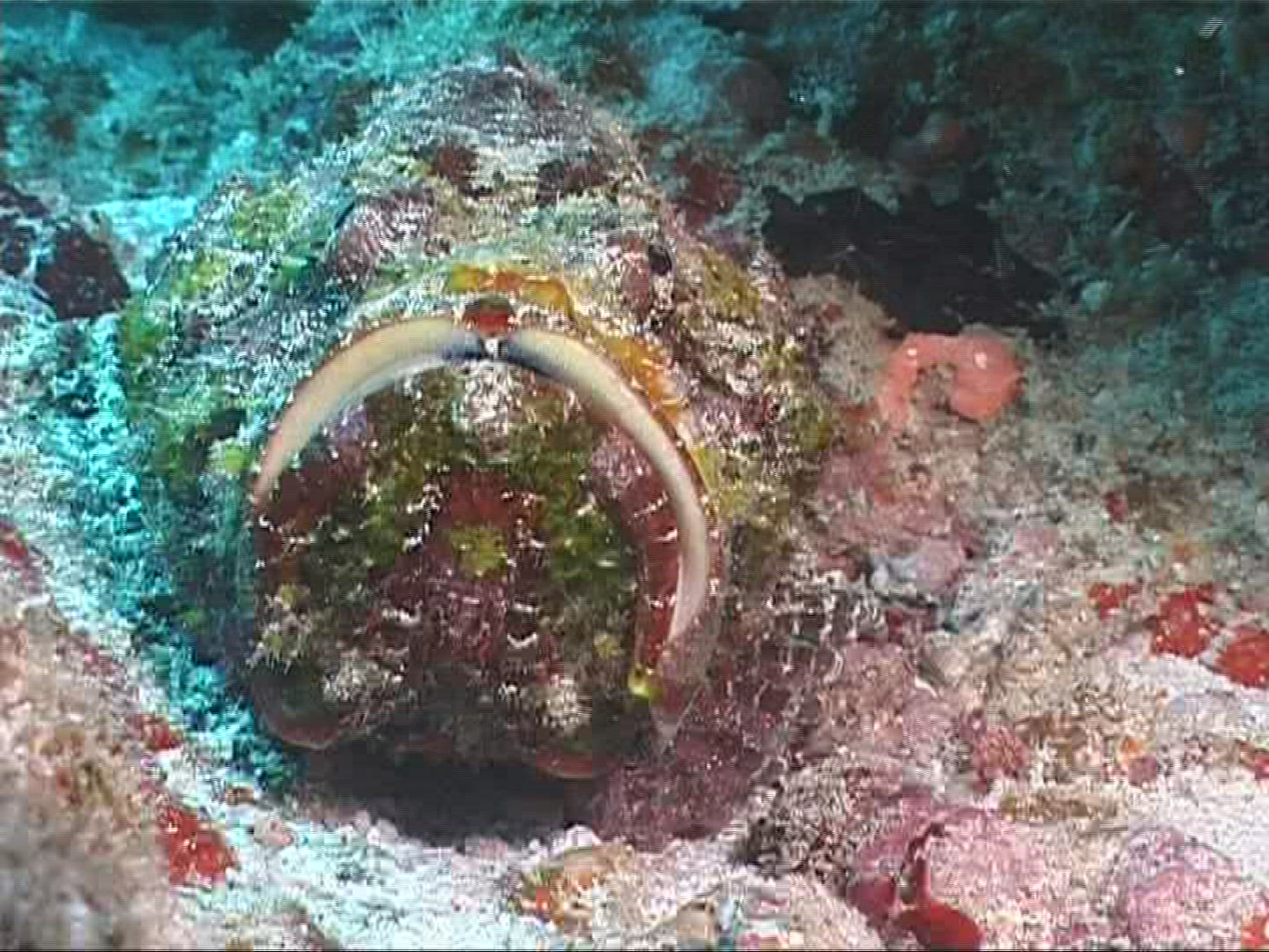 184474956 / False Stonefish / Indian Ocean / Maldives