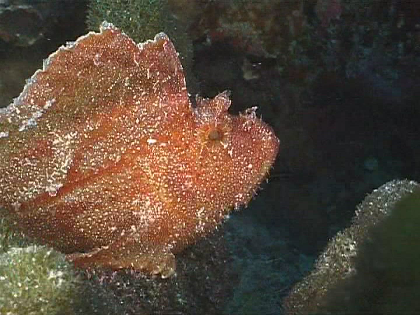 779533540 / Leaf Fish / Indian Ocean / Maldives