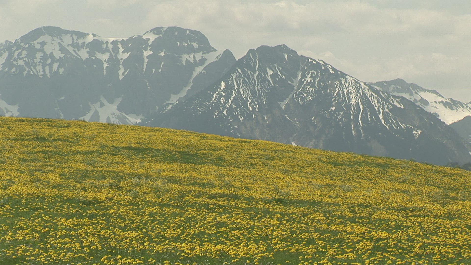 519492839 / Dandelion / Allgaeu / Bavaria / Germany