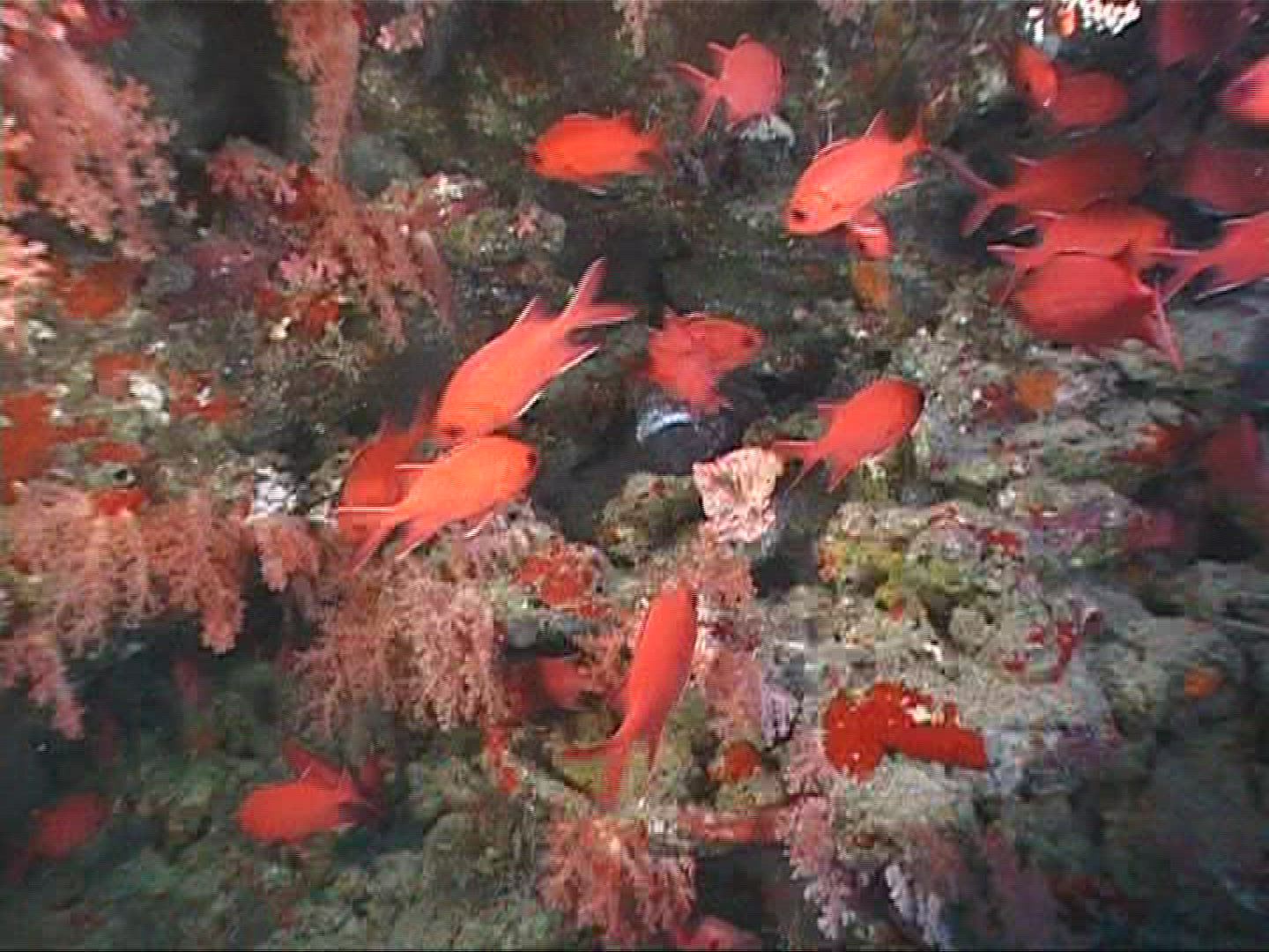 107478830 / Soldierfish / Underwater Shot / Maldives