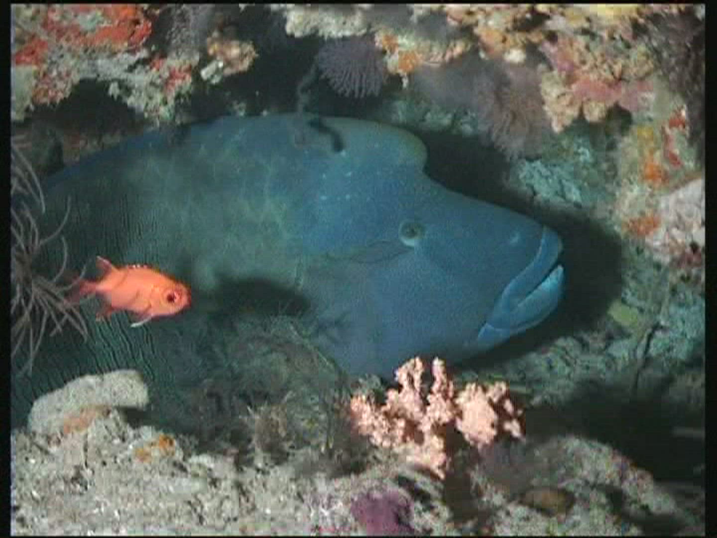 361474715 / Napoleon Wrasse / Underwater Shot / Maldives