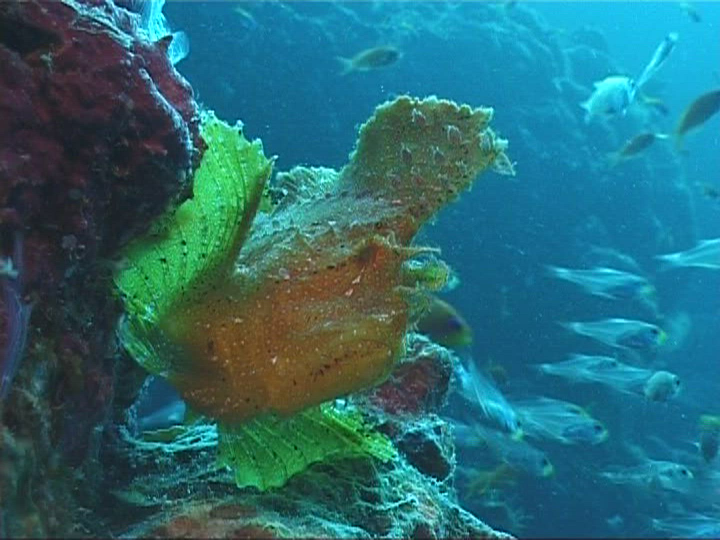 568653386 / Leaf Fish / Underwater Shot / Maldives
