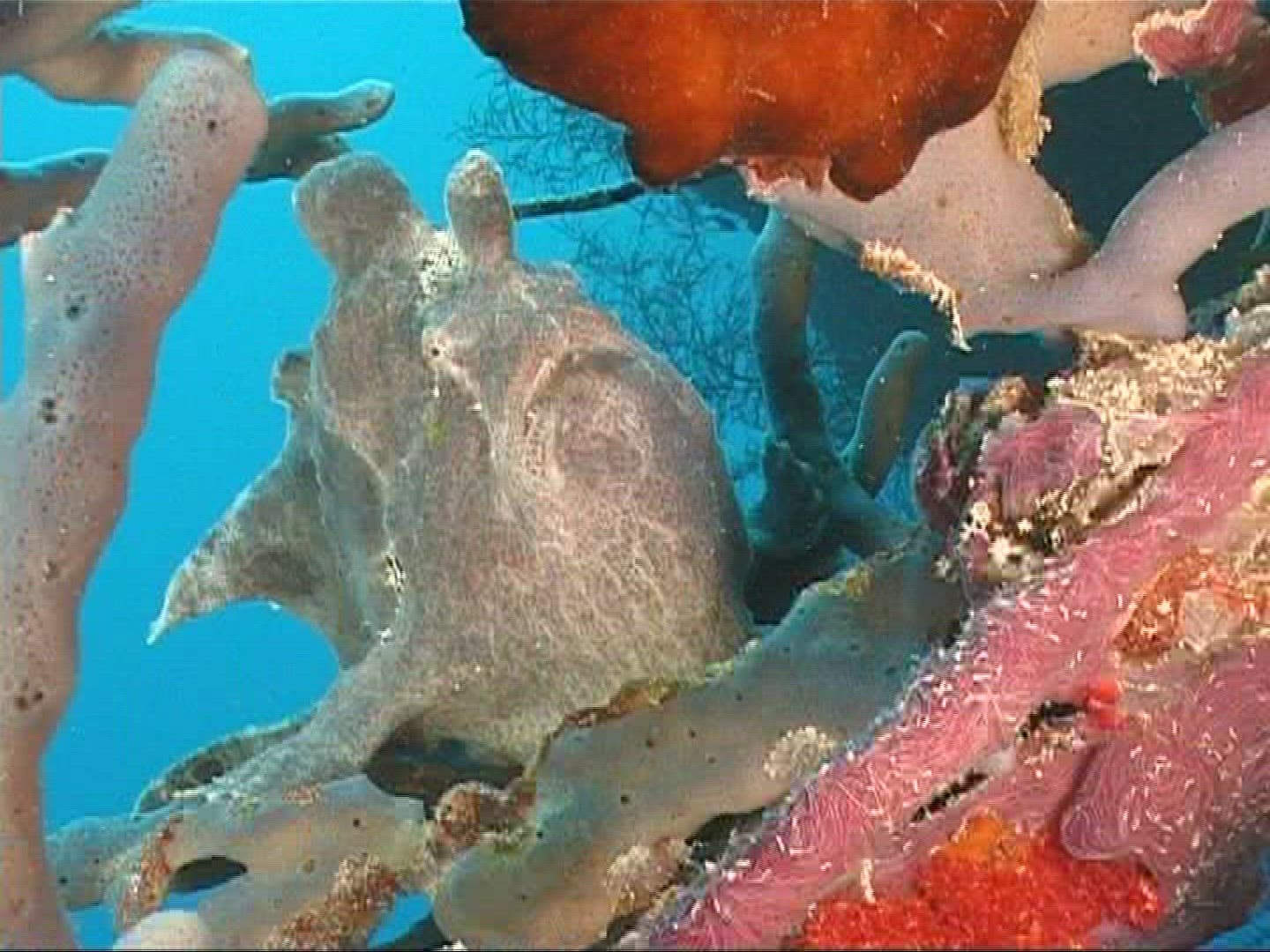 778451707 / Longlure Frogfish / Underwater Shot / Maldives