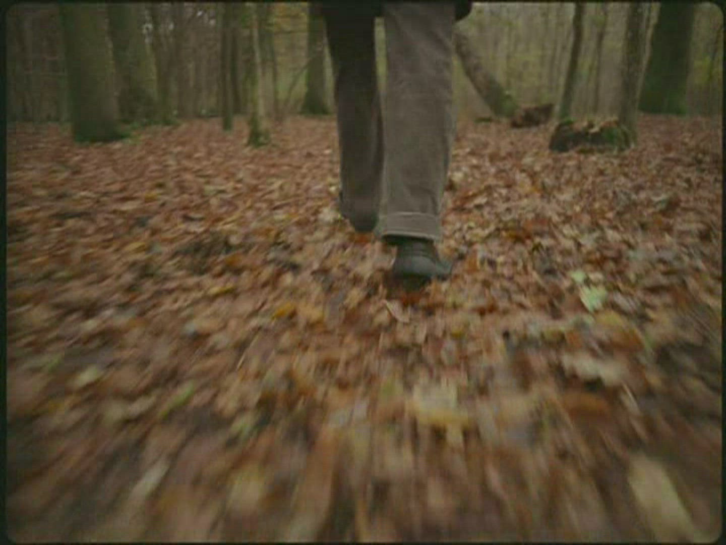767053246 / Leg / Foliage / Germany