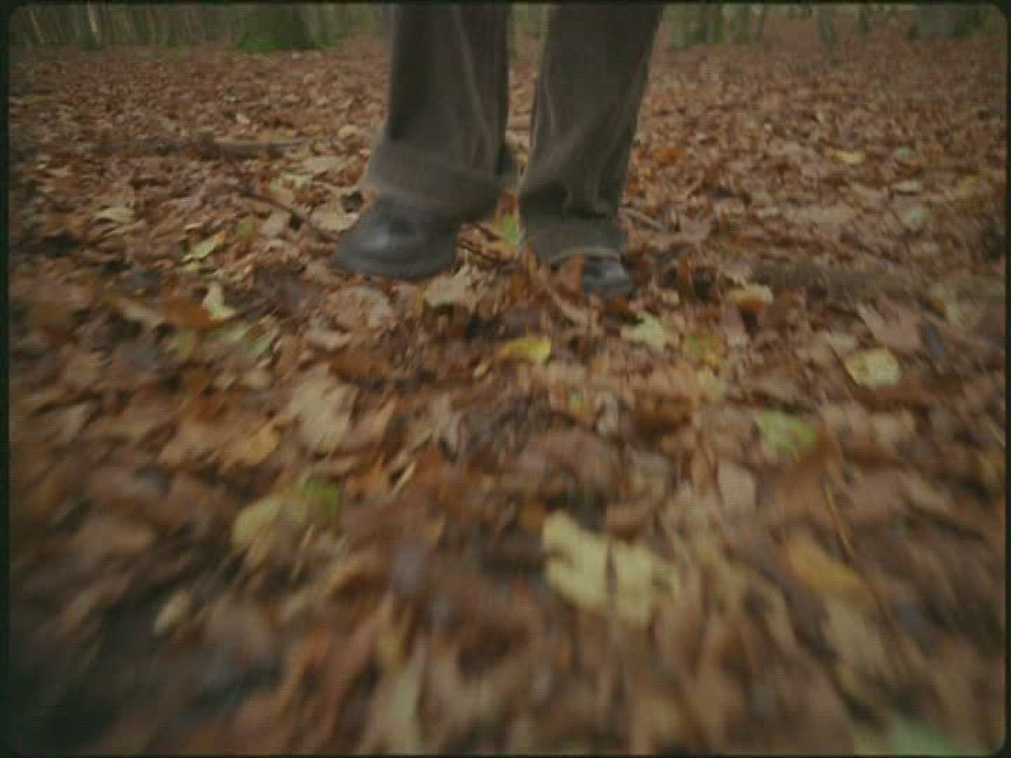 451137880 / Leg / Foliage / Germany