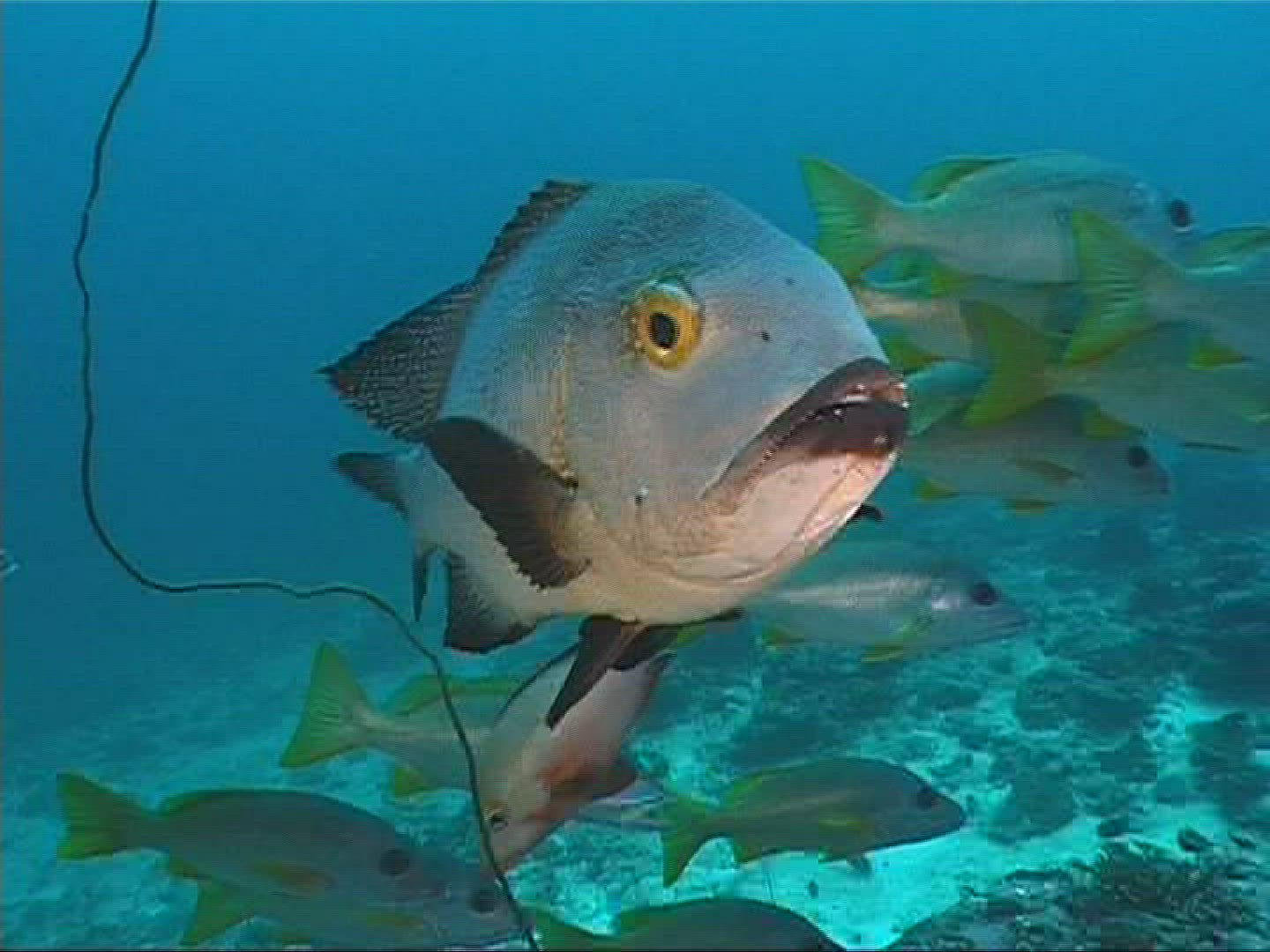 622140590 / Underwater Shot / Maldives