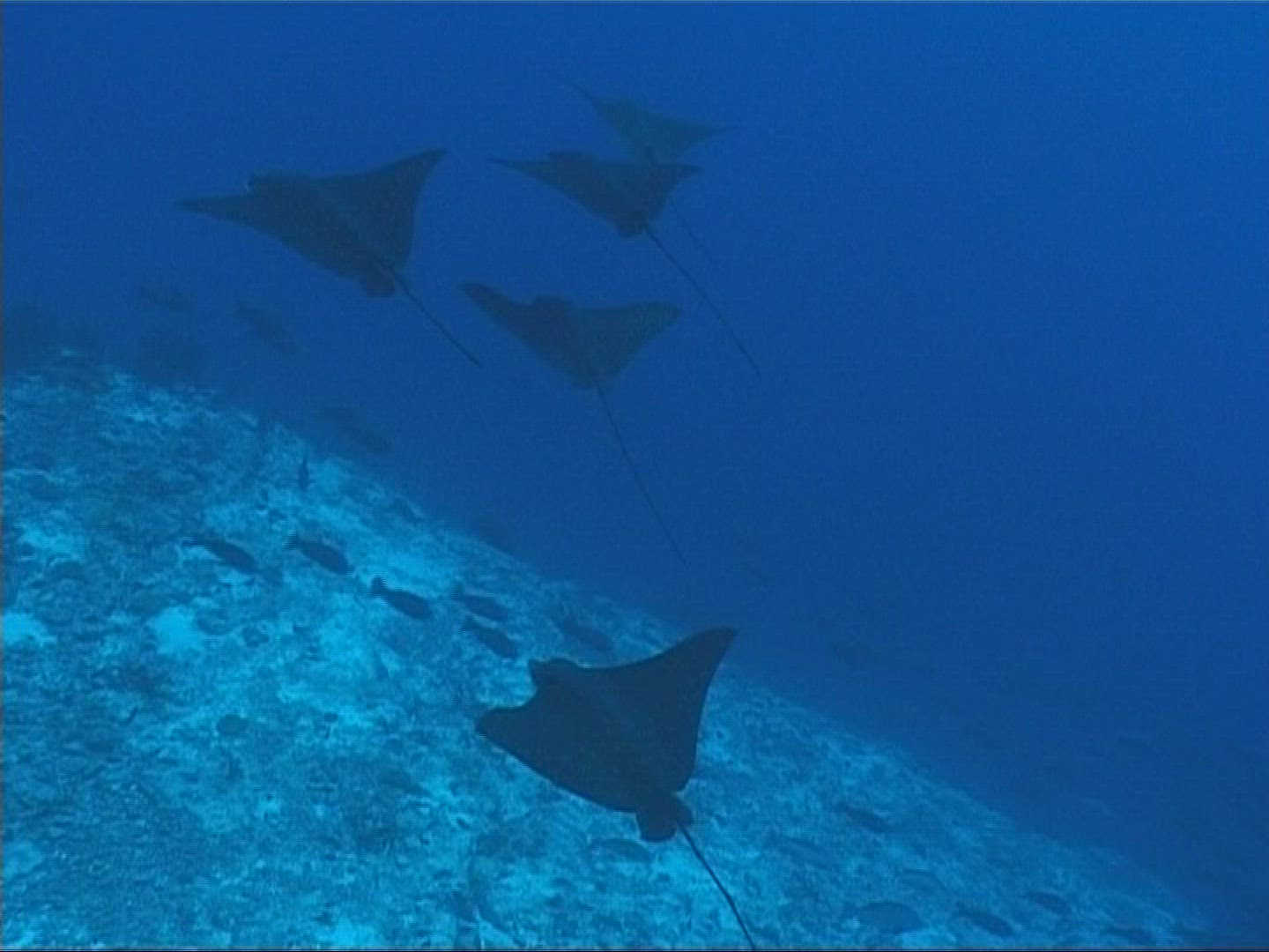 631143394 / Ray / Underwater Shot / Maldives