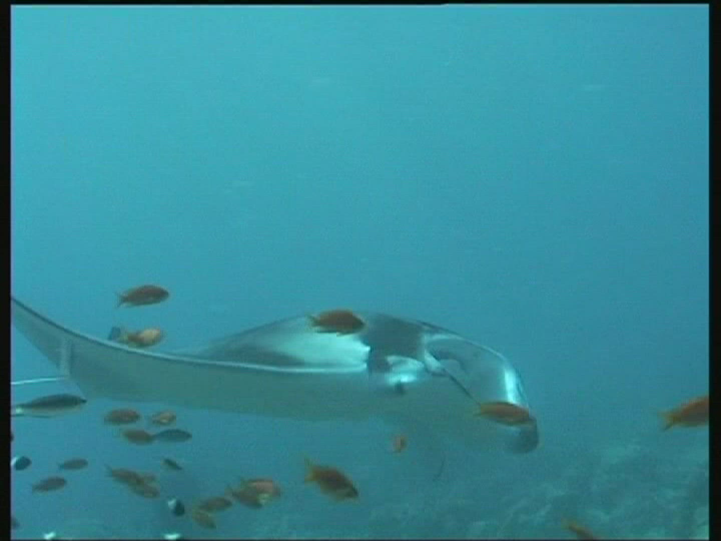 222830618 / Manta Ray / Underwater Shot / Maldives