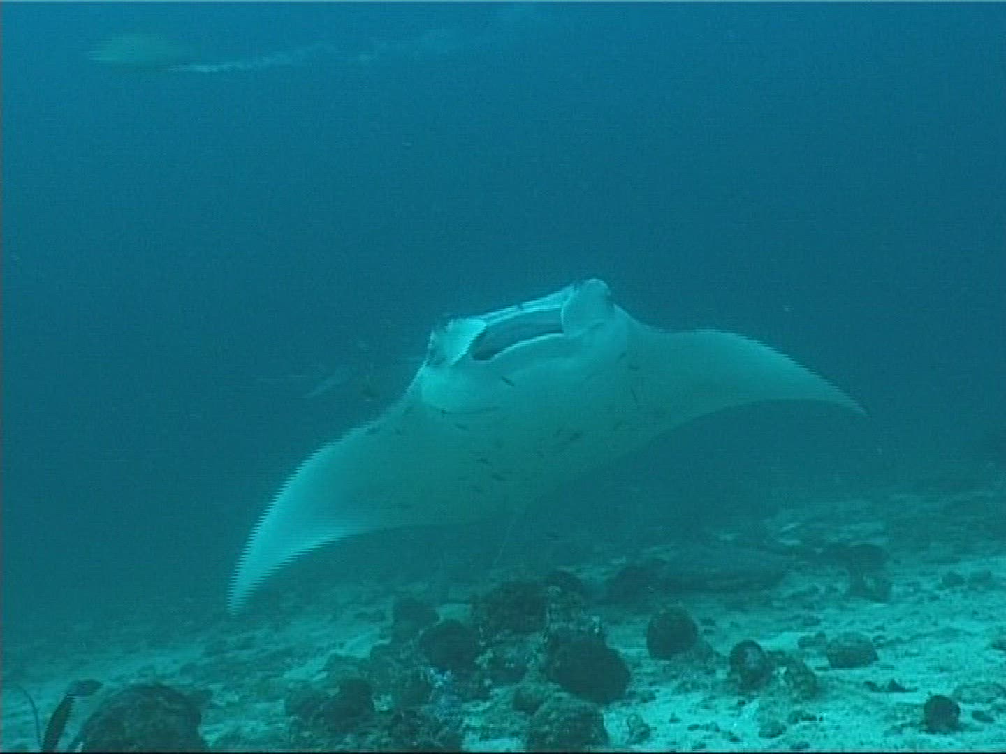 263991061 / Manta Ray / Underwater Shot / Maldives