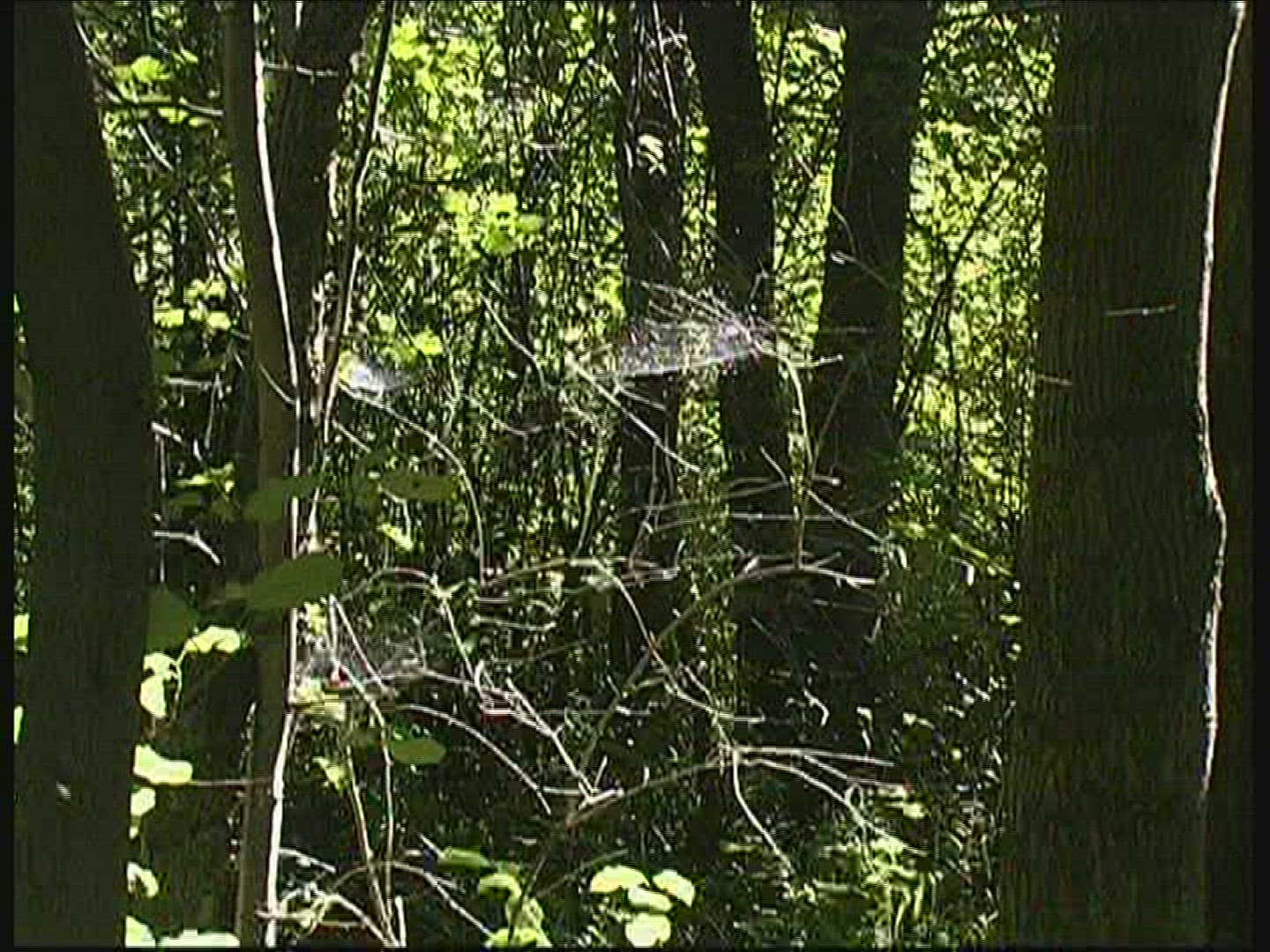 292090360 / Spider Web / Twinkling / Germany