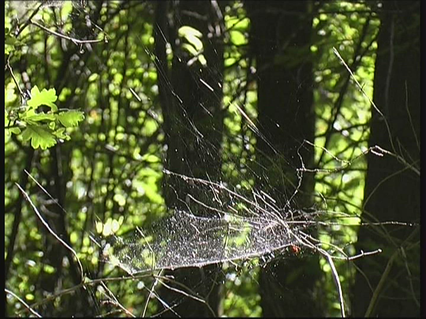 430348085 / Spider Web / Twinkling / Germany