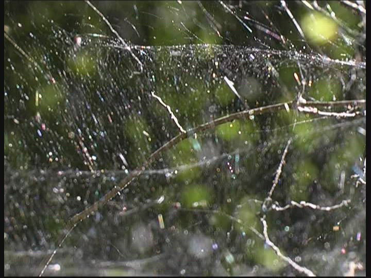 800653291 / Spider Web / Twinkling / Germany