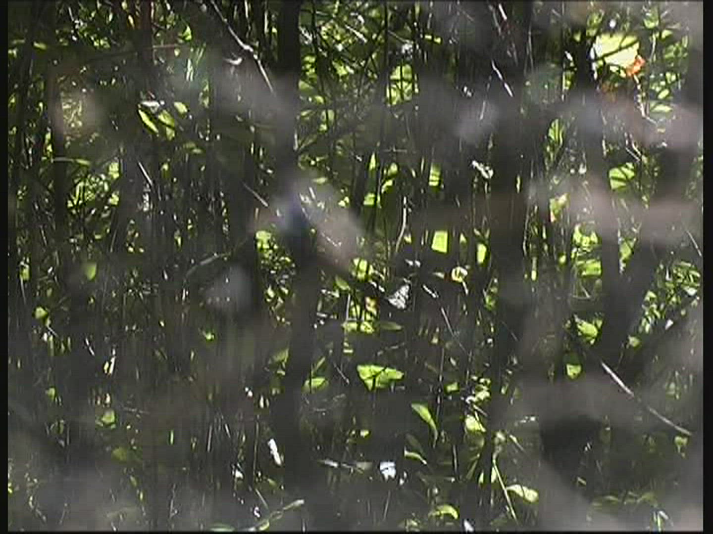 293034380 / Spider Web / Twinkling / Germany