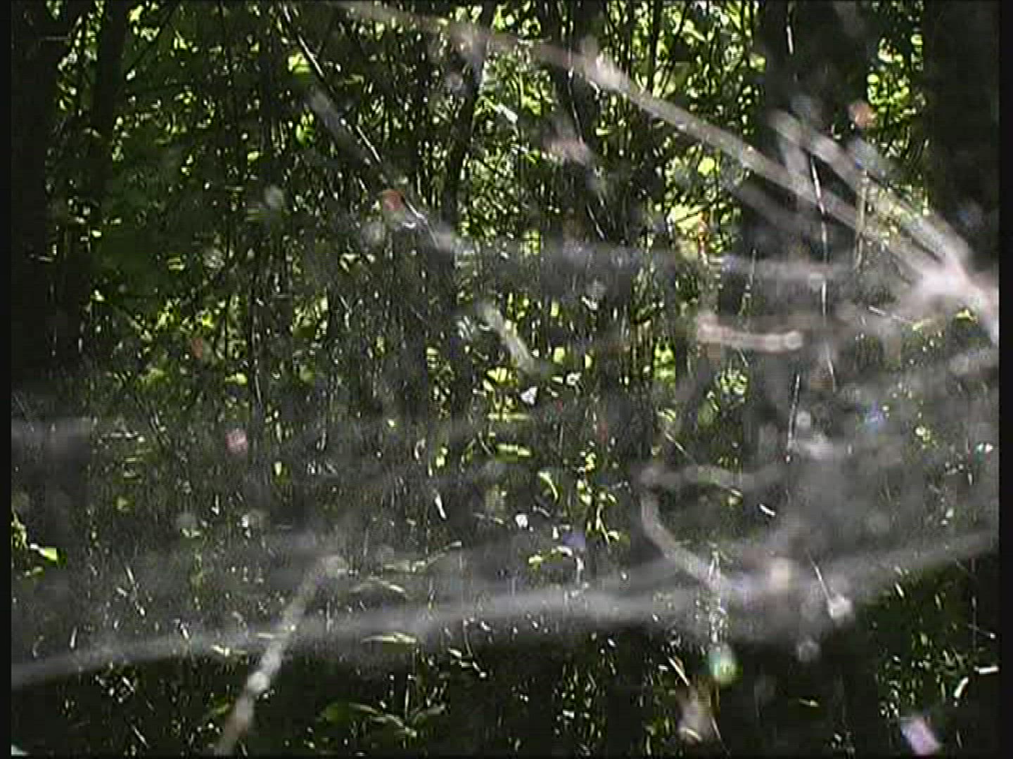 699725741 / Spider Web / Twinkling / Germany