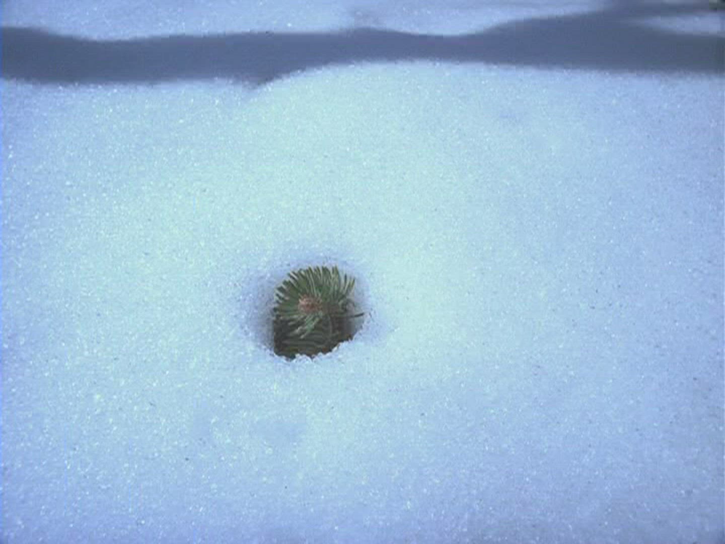 510192961 / Snow Blanket / Germany