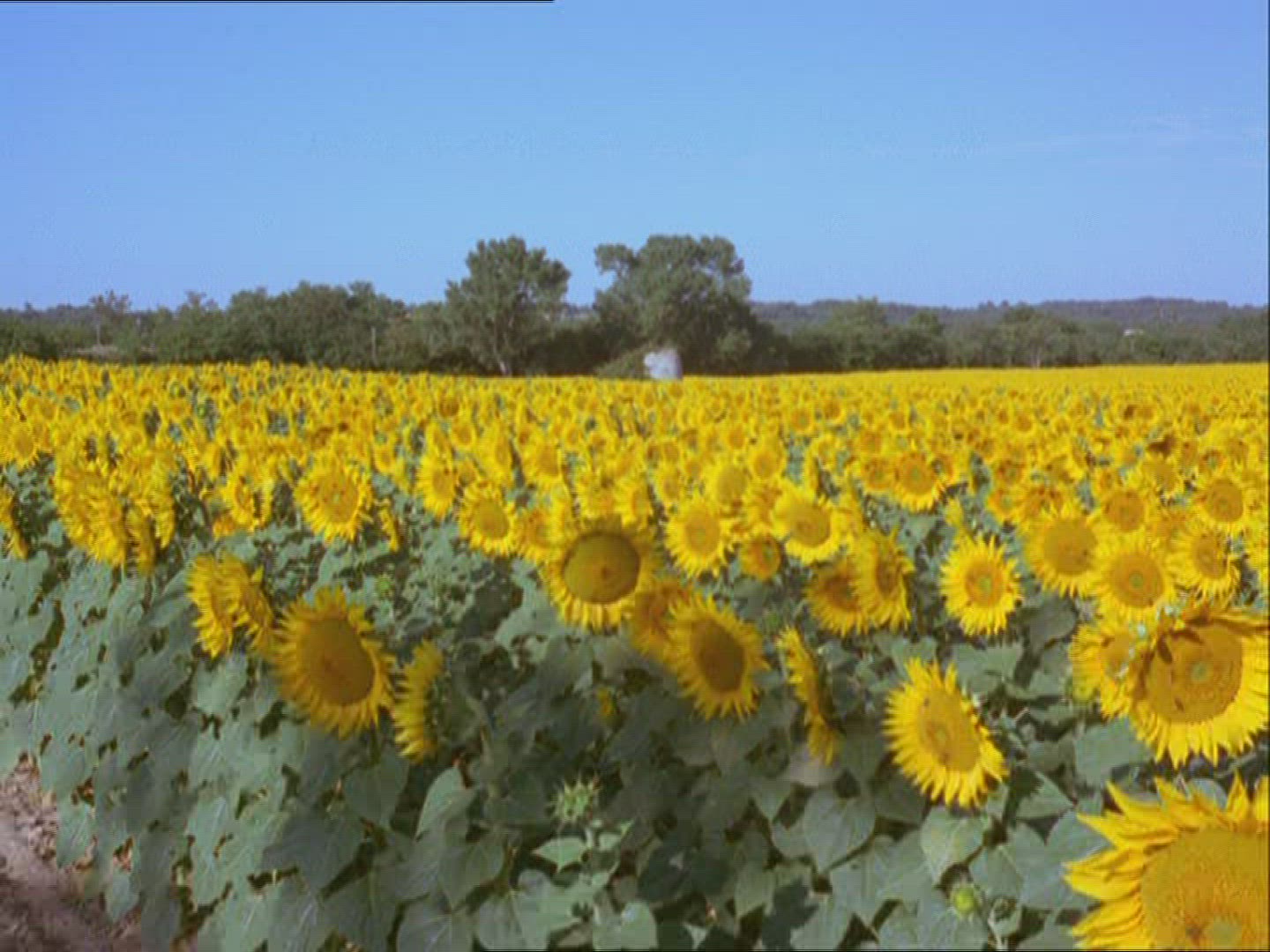 890570087 / Sunflower Field / Provence / France