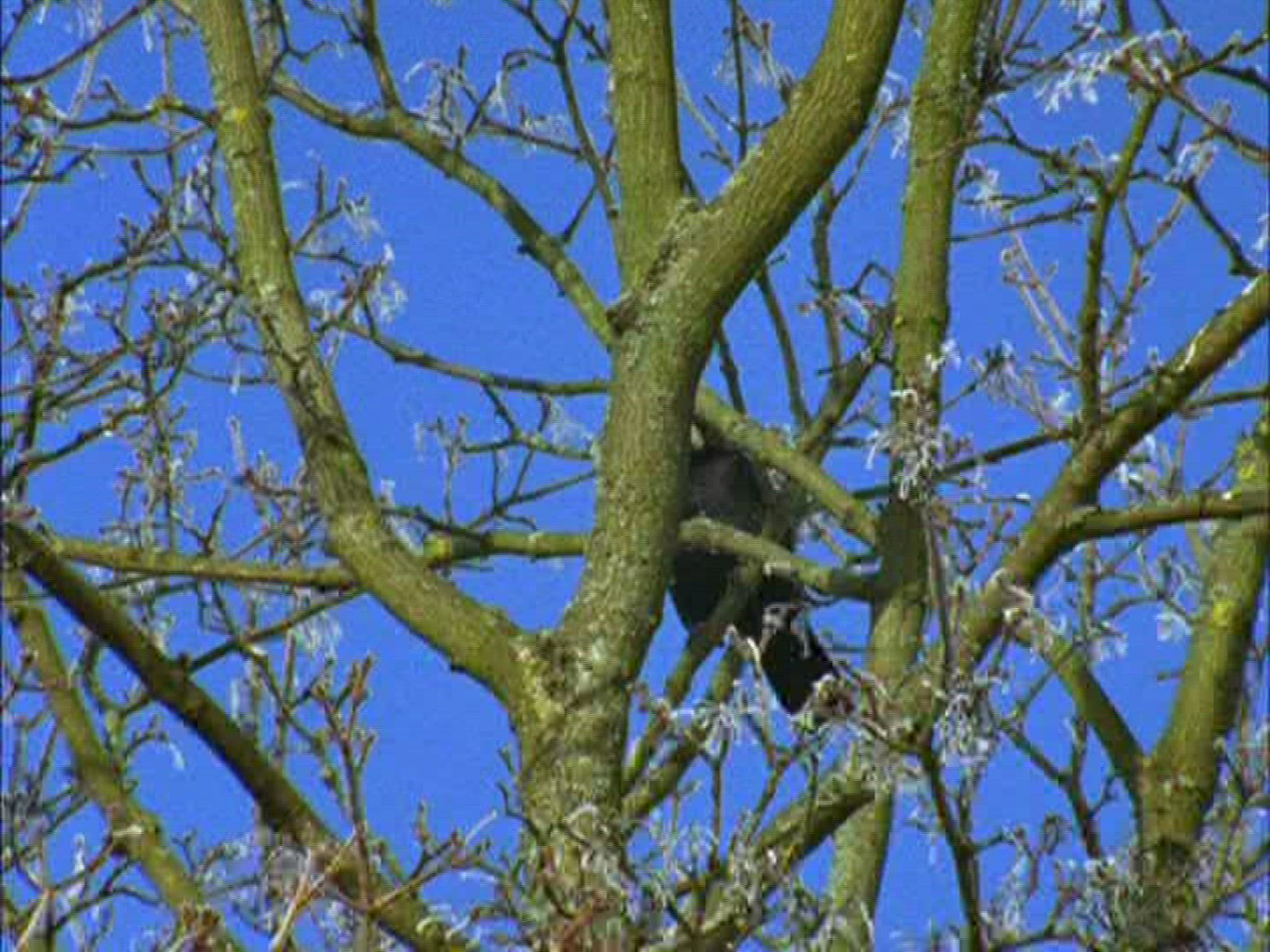 877861285 / Crow / Limb / Germany
