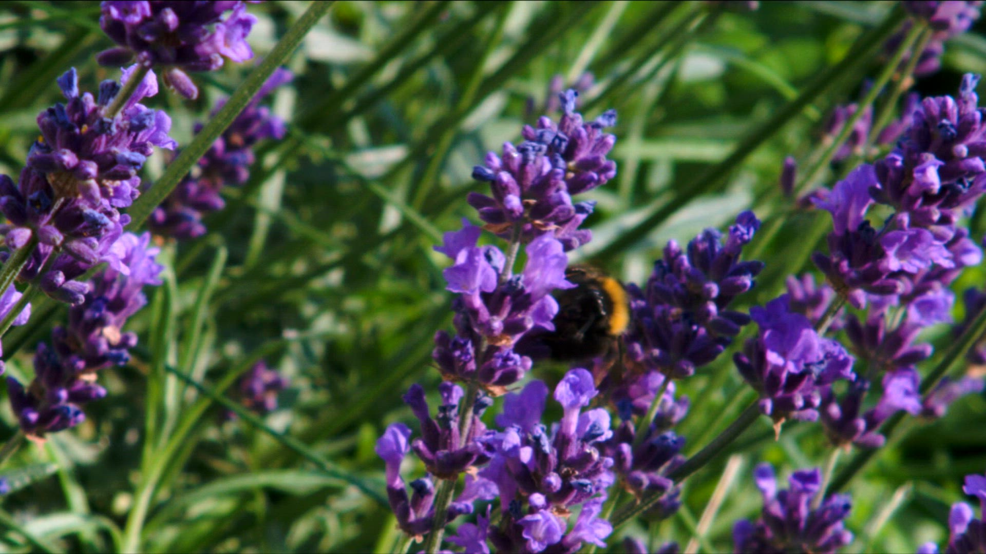 921242946 / Lavender / Germany