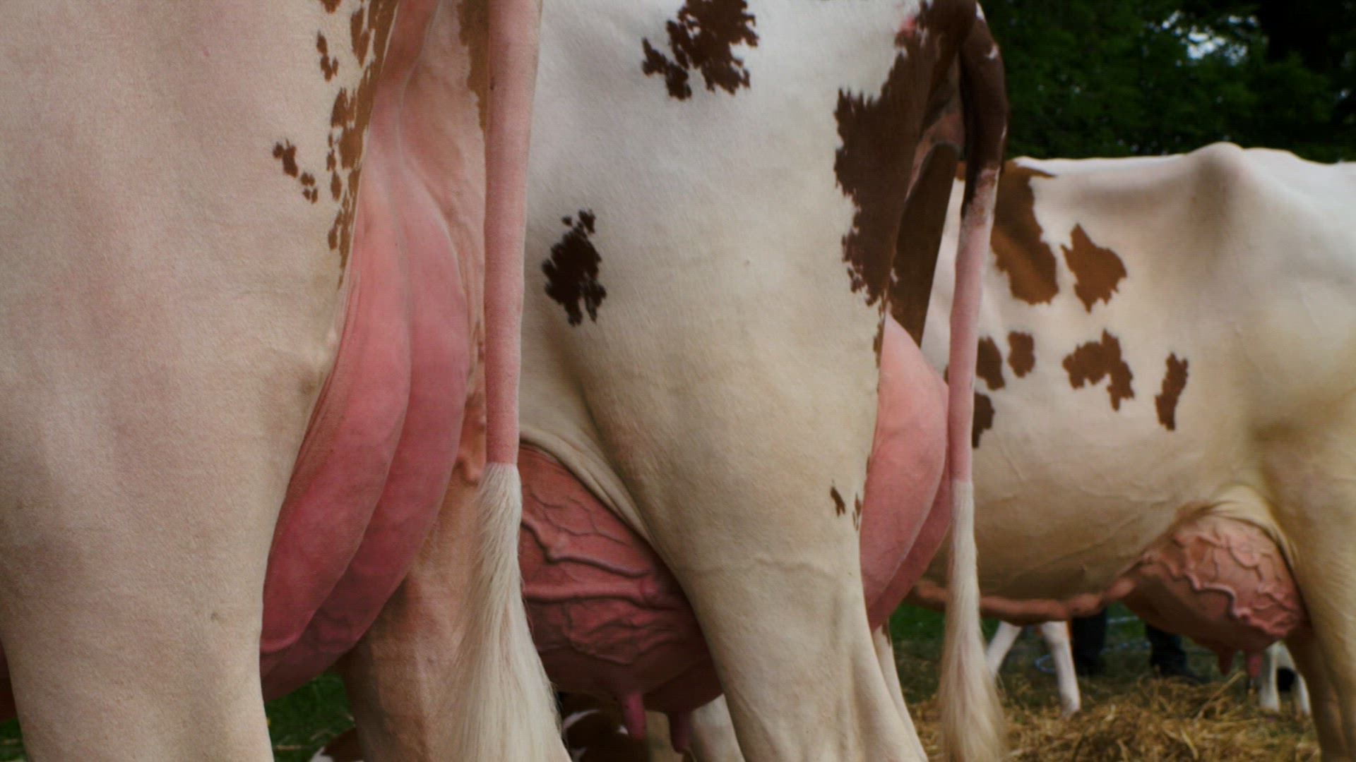 791937420 / Cattle Show / Hessen / Germany