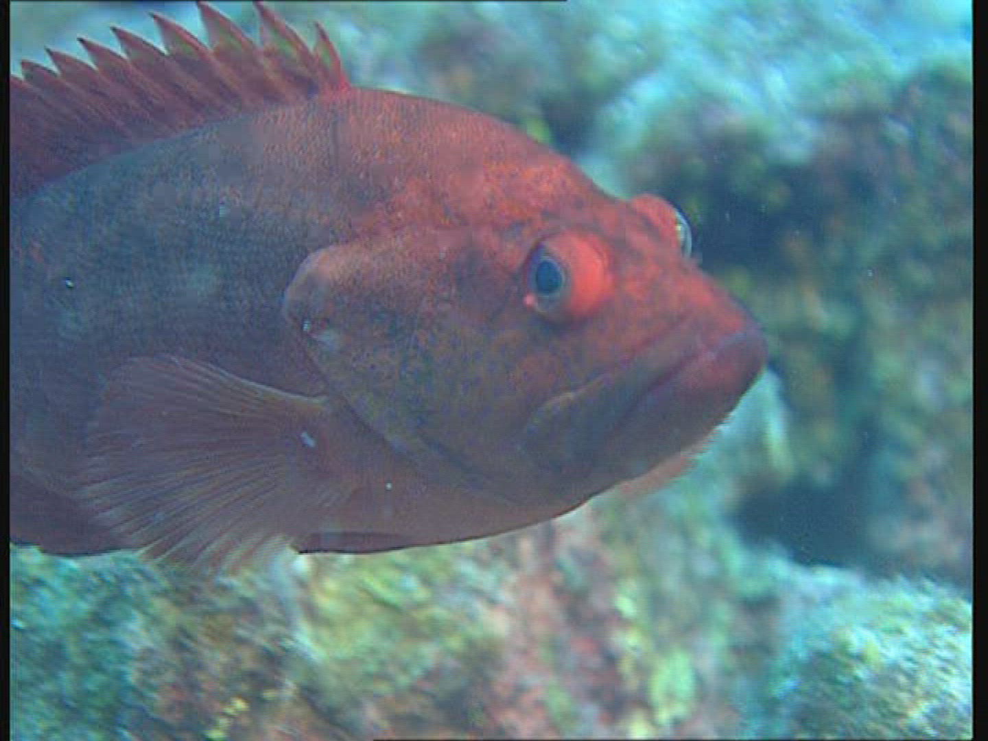 564695114 / Bass / Polynesia