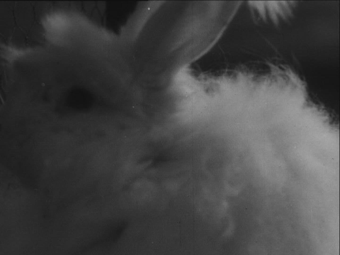 192701756 / Angora Rabbit / Germany