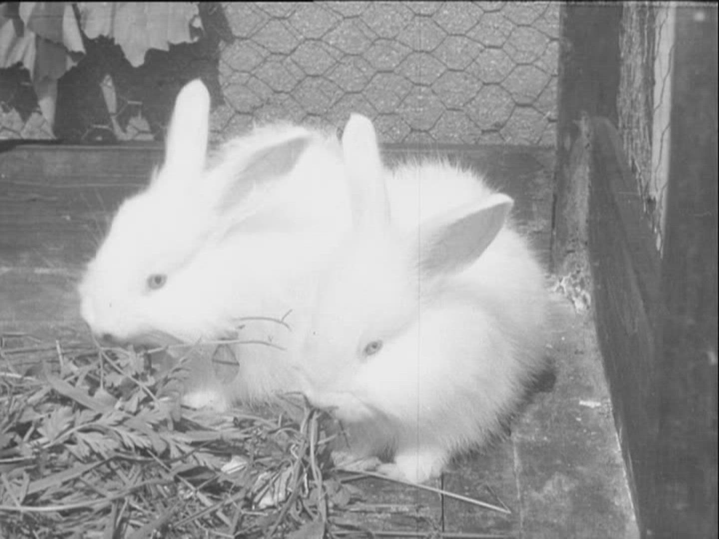 671870623 / Angora Rabbit / Germany