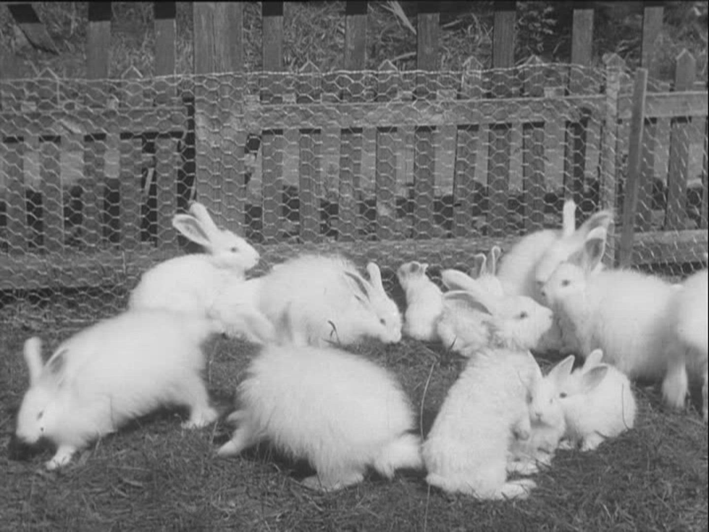 711961146 / Angora Rabbit / Germany