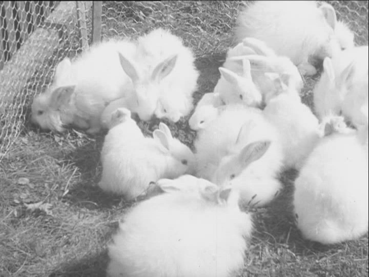 114746721 / Angora Rabbit / Germany