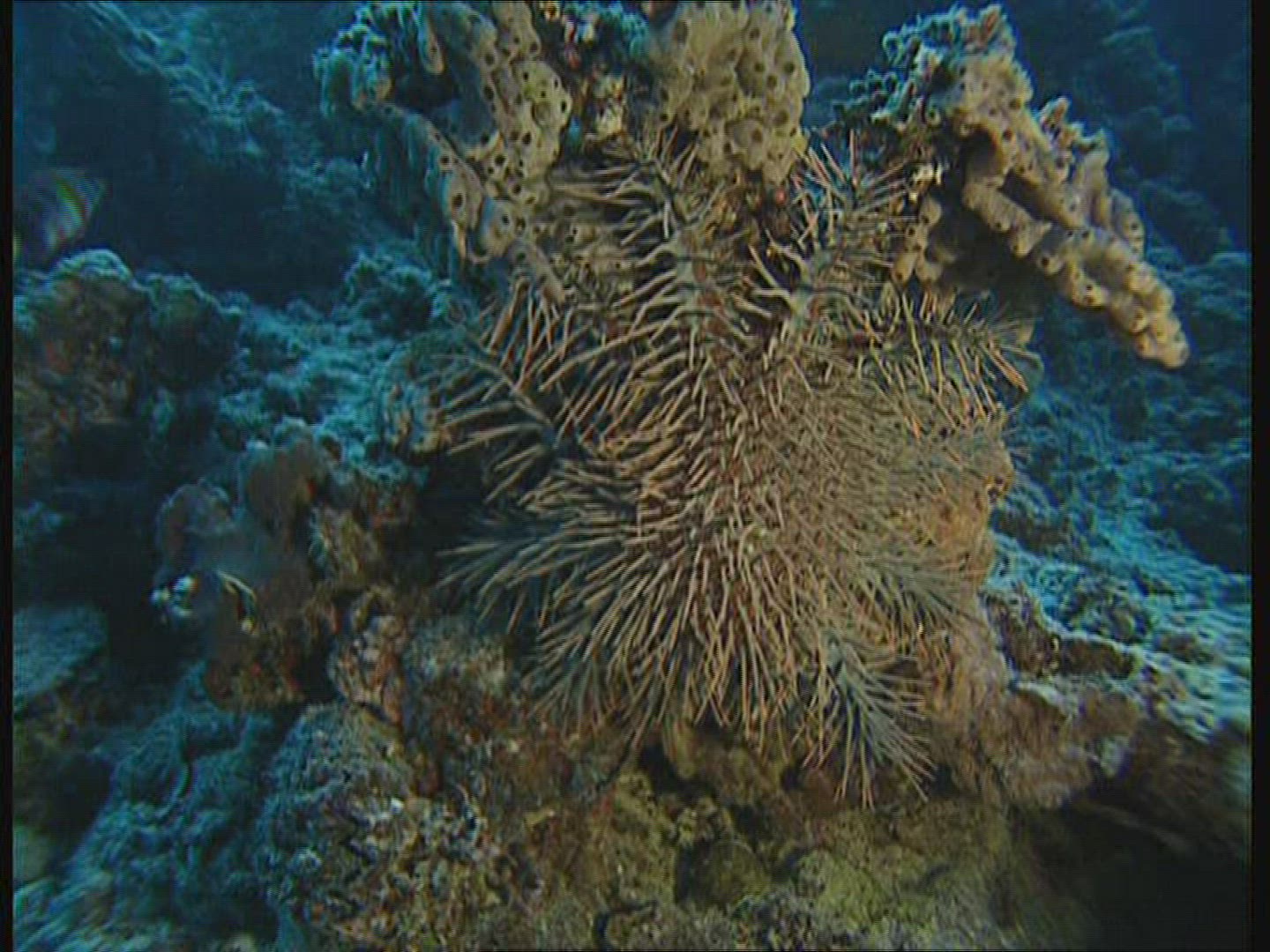 350914770 / Animal / Underwater Shot / Australia