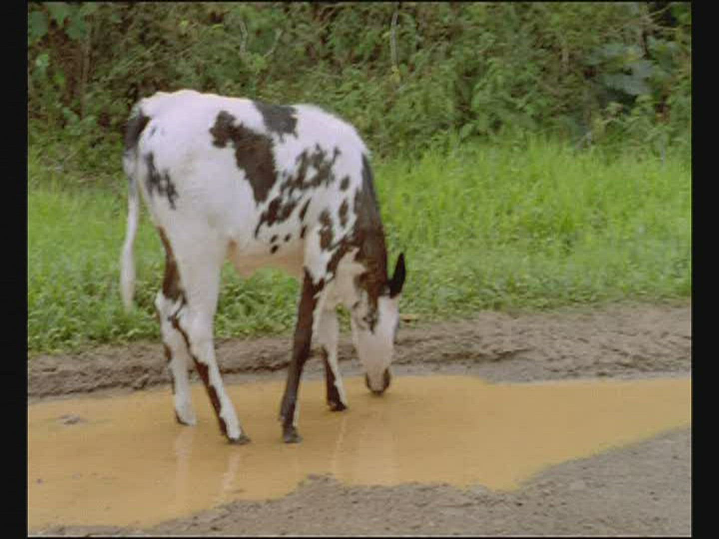 292797344 / Production Animal / Polynesia
