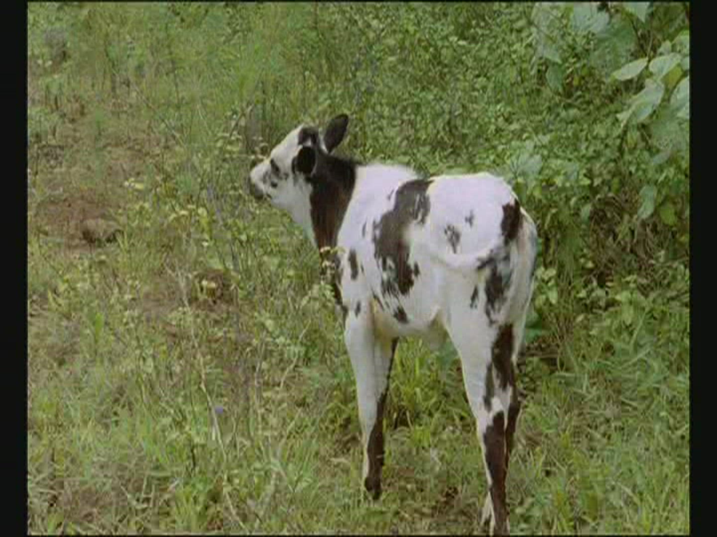 315016306 / Production Animal / Polynesia