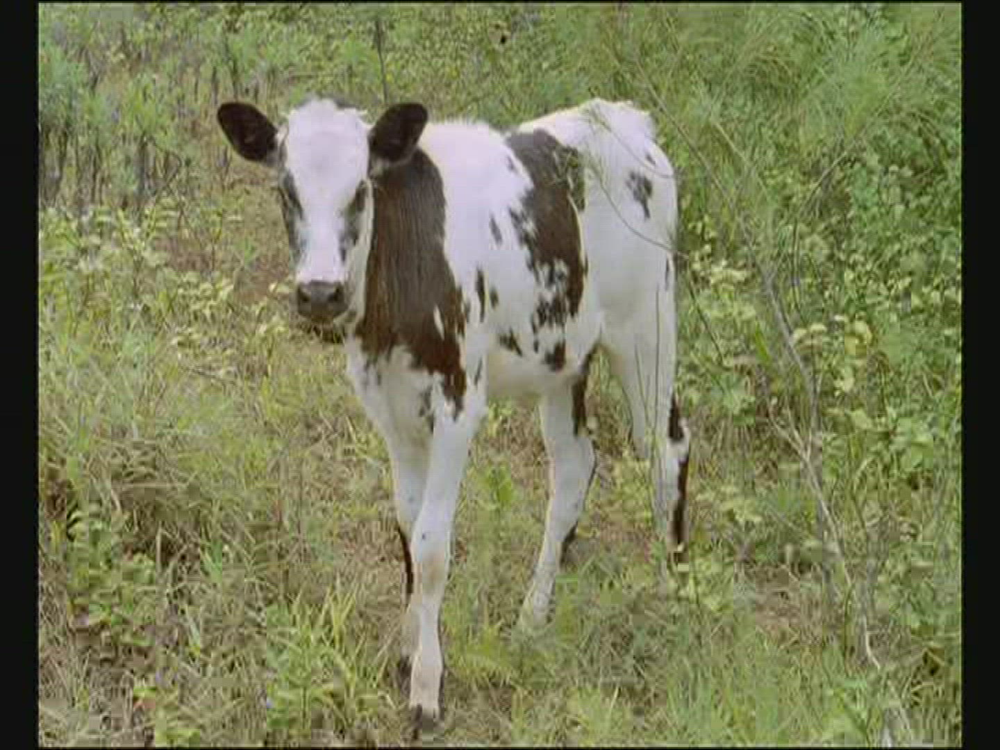 634677089 / Production Animal / Polynesia