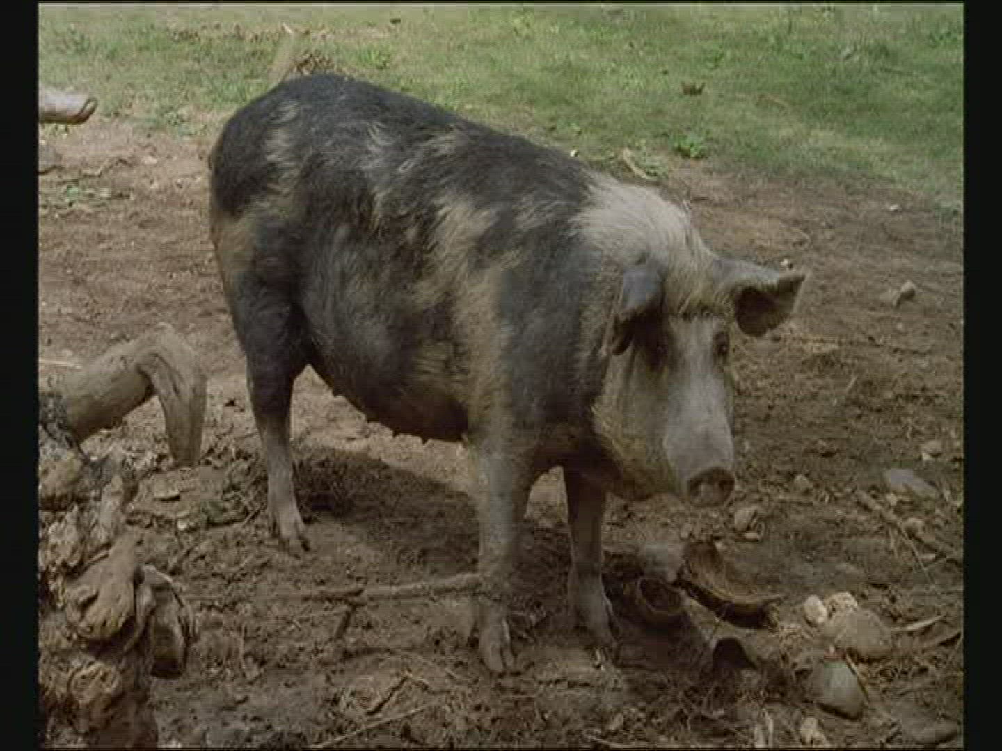 410685726 / Production Animal / Polynesia
