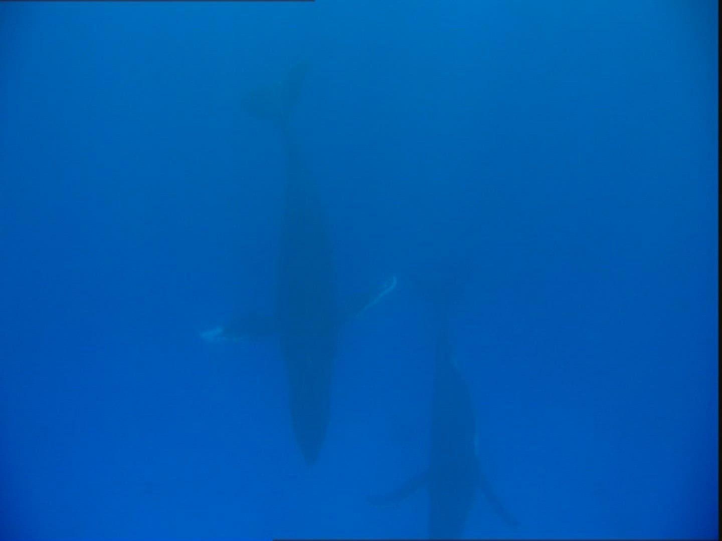 452202419 / Humpback Whale / Courting / Playing / Polynesia