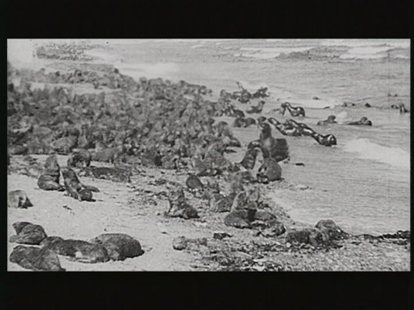828002946 / Common Seal / Colony / USSR / 1979