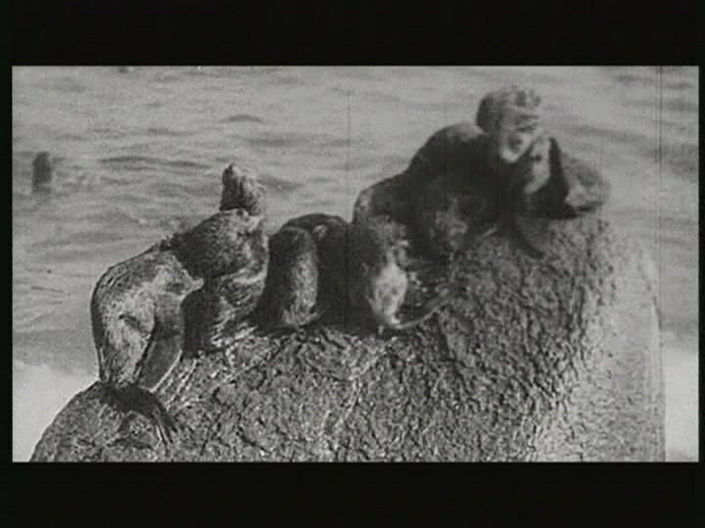 345551674 / Common Seal / Colony / USSR / 1979