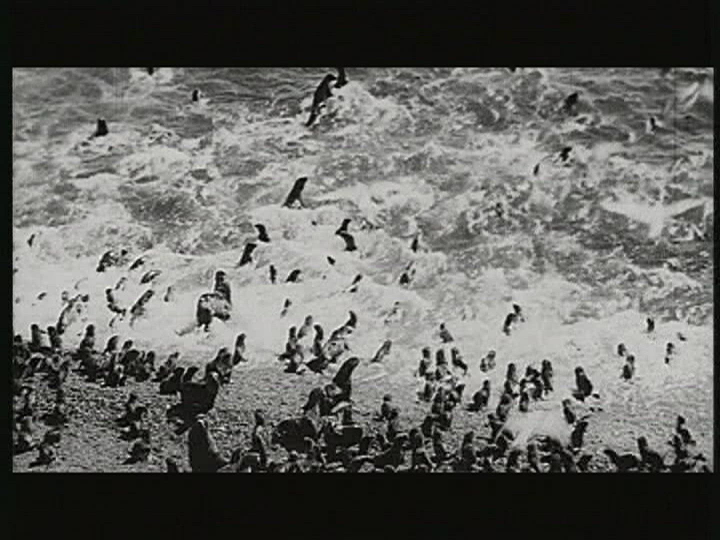 202219067 / Common Seal / Colony / USSR / 1979